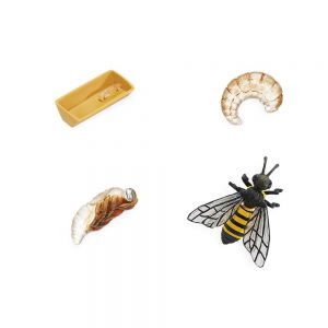 Комплект фигурок Жизненный цикл пчелы