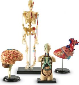 Набор анатомических моделей         ― Пять Чудес