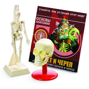 Профессор Эйн: Скелет и череп ― Пять Чудес