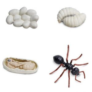 Комплект фигурок Жизненный цикл муравья