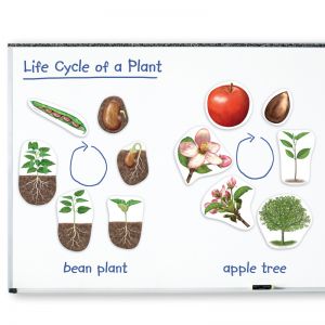 Жизненный цикл растений (магнитный)        